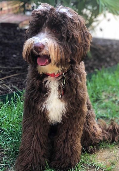 Duke – 8 Months Duke - 8 Months