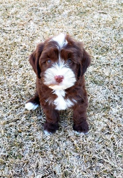 Duke – 8 weeks Duke - 8 weeks