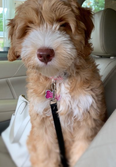 Maisey – 4 months Maisey - 4 months