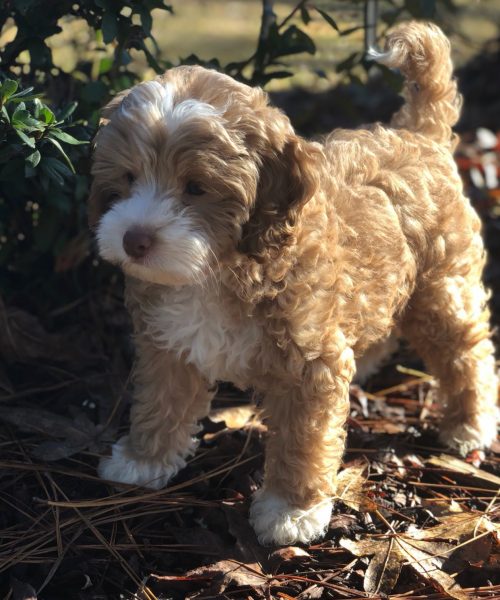 River – 10 Weeks River - 10 Weeks