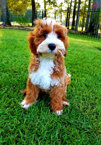 Rufus 8-11-19 Rufus 8-11-19