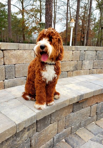 Rufus, 9 months Rufus, 9 months