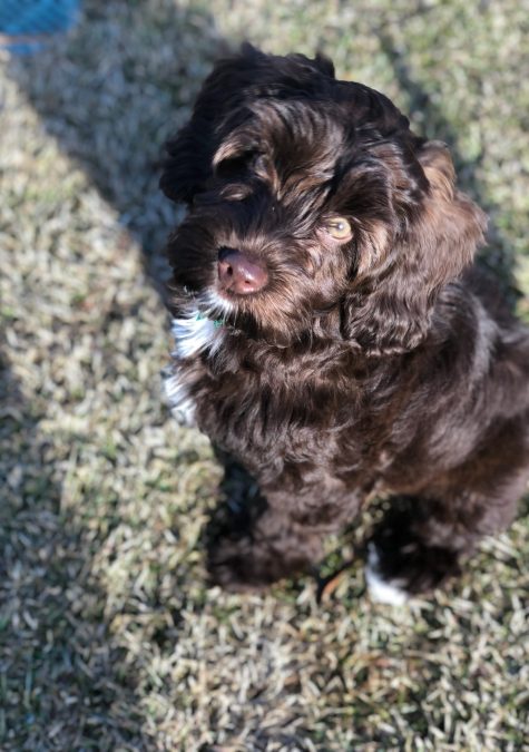 Sophie – 12 weeks Sophie - 12 weeks