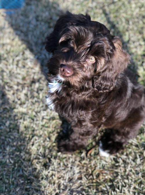 Sophie – 12 weeks Sophie - 12 weeks