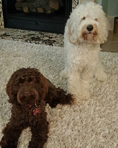 lily and lulu2 lily and lulu2